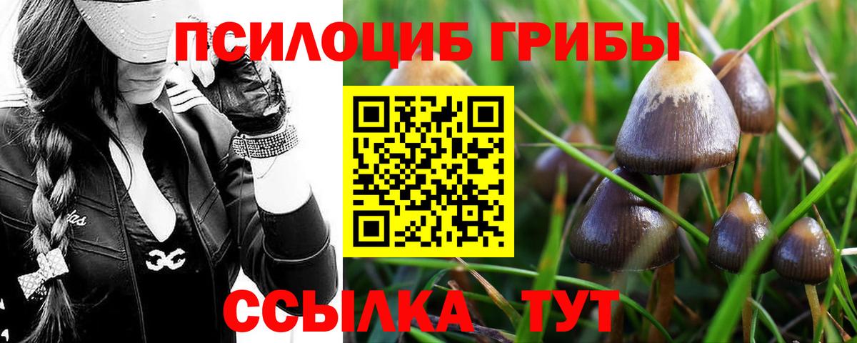 Морозовск  Галлюциногенные грибы MAGIC MUSHROOMS  Вход с VPN 